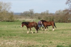 Horses-by-the-River-Parrett-upstream-from-Coombe-Bridge-1