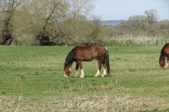 Horses-by-the-River-Parrett-upstream-from-Coombe-Bridge-2