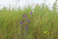 Loosestrife-by-River-Parrett