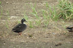 Mallards-by-the-River-Parrett-near-Huish-Bridge-3