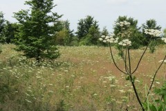 Natural-grassland-by-River-Parrett