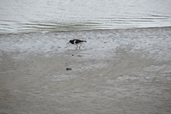 Oyster-Catcher-on-River-Parrett-near-to-Pims-Pill