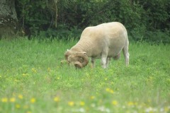 Ram-near-Joylers-Mill-River-Parrett-1