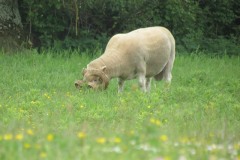 Ram-near-Joylers-Mill-River-Parrett-2