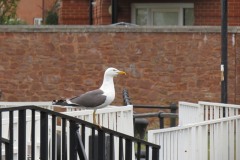 Sea-Gull-by-River-Parrett