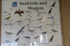 Seabirds-and-Waders-at-Steart