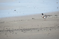 Shelduck-at-Steart-Point