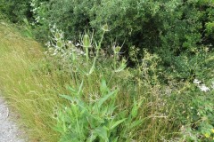 Thistles-by-the-Parrett-at-Steart