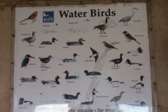 Water-Birds-at-Steart