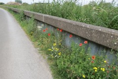 Wild-poppies-by-River-Parrett-1