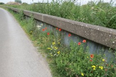 Wild-poppies-by-River-Parrett-1