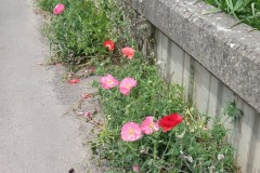 Wild-poppies-by-River-Parrett-2