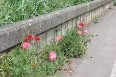 Wild-poppies-by-River-Parrett-3