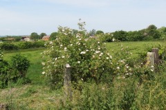 Wild-roses-by-River-Parrett