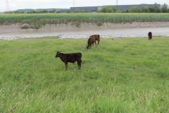 Young-beef-cattle-by-River-Parrett-near-to-Pims-Pill-1