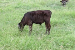 Young-beef-cattle-by-River-Parrett-near-to-Pims-Pill-2