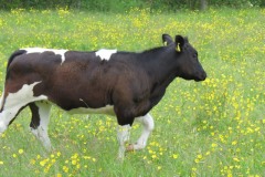 Young-bullock-by-River-Parrett-near-Joylers-Mill