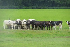 Young-cows-by-River-Parrett-below-Creedy-Bridge-1
