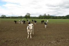 Young-cows-by-River-Parrett-below-Creedy-Bridge-2
