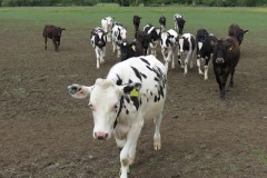 Young-cows-by-River-Parrett-below-Creedy-Bridge-3