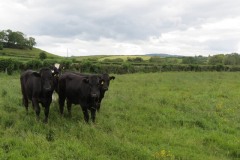 Young-cows-by-River-Parrett-downstream-from-Bow-Bridge-1