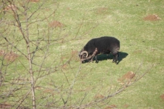 1. Sheep near Luckwell Bridge