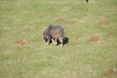2. Sheep near Luckwell Bridge