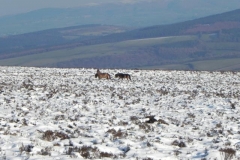 6. Ponies near River Quarme Source