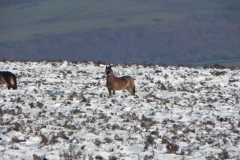 7. Ponies near River Quarme Source