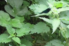 1.Damson-Fly