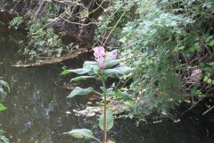 1.Himalayan-Balsam