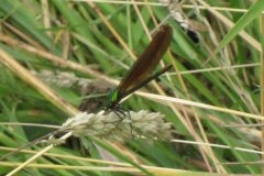 2.Dragon-Fly