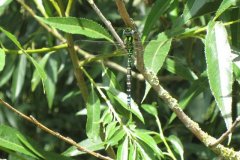 3.Dragon-Fly