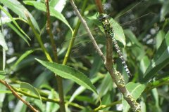 4.Dragon-Fly