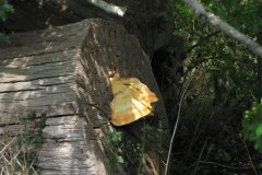 5.Fungi_
