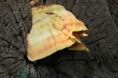 6.Fungi_