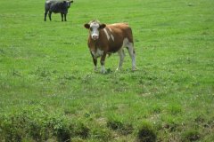 Bullock-on-Whites-River