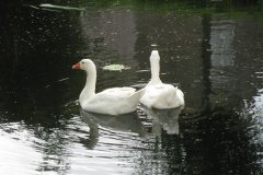 Geese-on-the-Sheppey-at-Godney-2