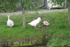 Geese-on-the-Sheppey-at-Godney-3