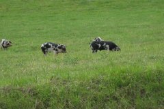 Gloucester-Old-Spots-at-Garslade-Farm-2