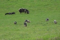 Gloucester-Old-Spots-at-Garslade-Farm-3