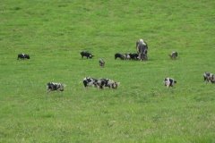 Gloucester-Old-Spots-at-Garslade-Farm-4