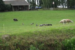 Gloucester-Old-Spots-at-Garslade-Farm