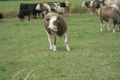 Heifer-near-Nine-Acres