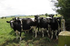 Heifers-on-Manor-Farm-Godney