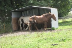 Horses-on-Manor-Farm-Godney