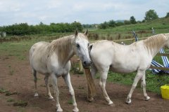 Lippizanas-on-Sheppey-River-at-Fenny-Castle-2