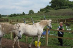 Lippizanas-on-Sheppey-River-at-Fenny-Castle-3