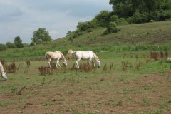Lippizanas-on-Sheppey-River-at-Fenny-Castle