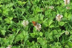 Small-Copper-Butterfly-Lycaena-phlaeas